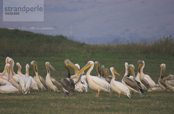 Gruppe von Pelikanen ruhen auf dem Boden in der Abenddämmerung Hula Tal migrieren Vögel Nature Reserve  Panhandle Galiläa  Israel  Nahost