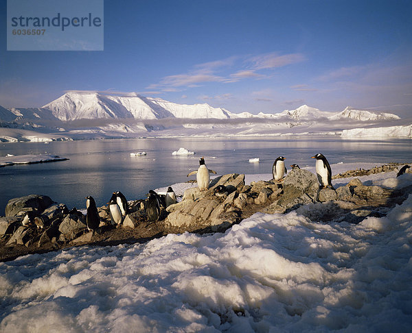 Eselspinguine Wiencke-Insel  mit Anvers Island in der Antarktis Distanz  Antarktische Halbinsel  Polarregionen