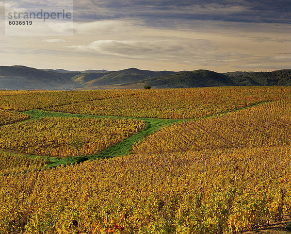 Weinberge in der Nähe von Lentigne  Beaujolais-Rhône  Rhône-Alpes  Frankreich  Europa