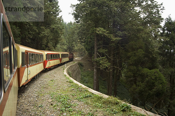 Eisenbahn Bergbahn nach Alishan  Zeder-Wald  Erholungsgebiet Alishan National Forest  Chiayi County  Taiwan  Asien