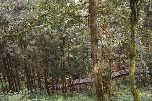 Gehweg in Zeder-Wald  Alishan Forest National Recreation Area Chiayi County  Taiwan  Asien
