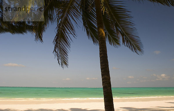Eine Palme über einem weißen Sandstrand und Smaragdmeer  Paje  Zanzibar  Tansania  Ostafrika  Afrika