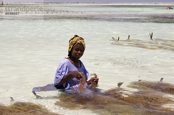 Eine Frau in einem bunten Kleid und Kopftuch sitzt im Meer ernten Algen  Paje  Zanzibar  Tansania  Ostafrika  Afrika