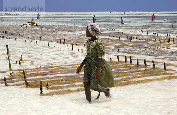 Ein junges Mädchen zu Fuß durch die Algen-Farmen im Meer  Afrika  Ostafrika  Paje  Zanzibar  Tansania