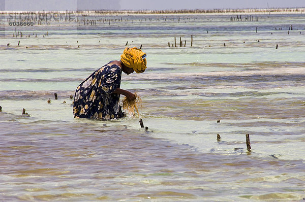 Eine Frau  die Ernten der Algen in einem der Unterwasser-Farmen  Paje  Zanzibar  Tansania  Ostafrika  Afrika