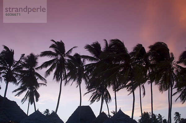 Palmen und traditionellen Strohdach silhouette bei Sonnenuntergang  Paje  Zanzibar  Tansania  Ostafrika  Afrika