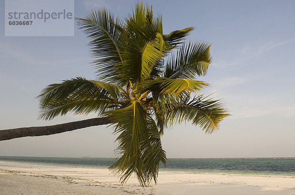 Eine Palme gelehnt Matemwe Strand  Sansibar  Tansania  Ostafrika  Afrika