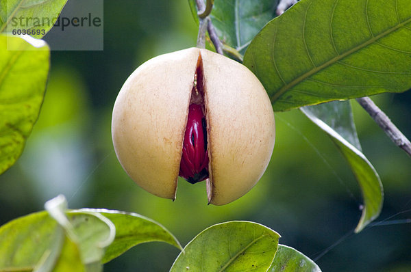 Muskatnuss Obst am Kizimban Farms  Sansibar  Tansania  Ostafrika  Afrika