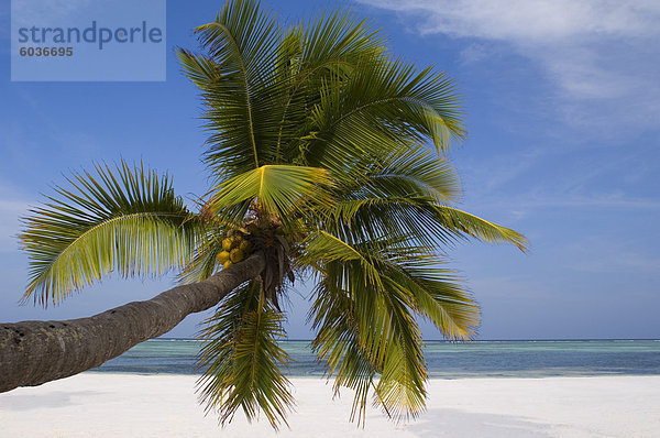 Eine Palme gelehnt Matemwe Strand  Sansibar  Tansania  Ostafrika  Afrika