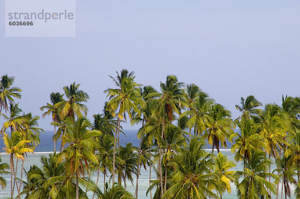 Palmen und Meer in Matemwe  Zanzibar  Tansania  Ostafrika  Afrika