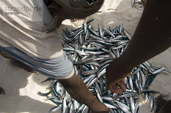 Neu Fisch zum Verkauf am Strand  Afrika  Ostafrika  Nungwi  Zanzibar  Tansania