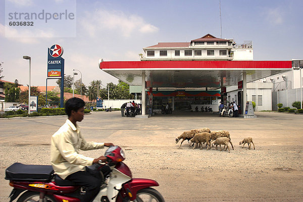 Schafe zu Fuß auf den Straßen von Phnom Penh  Kambodscha  Indochina  Südostasien  Asien