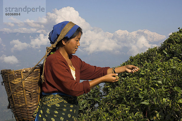 Frau Rupfen Tee bei Singtom Teegarten  Darjeeling  Westbengal Zustand  Indien  Asien