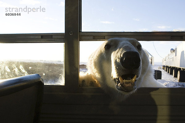 Eisbär (Ursus Maritimus)  Churchill  Hudson Bay  Manitoba  Kanada