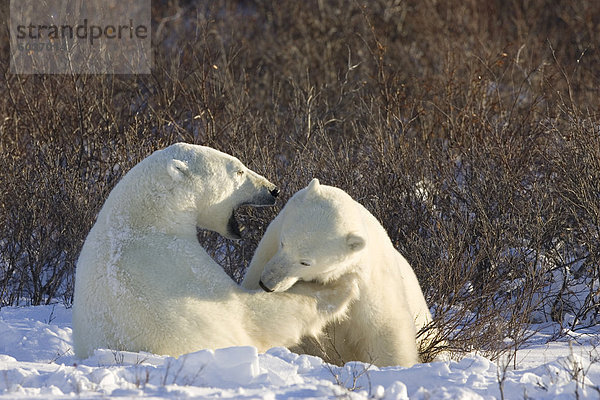 Eisbären (Ursus Maritimus)  Churchill  Hudson Bay  Manitoba  Kanada  Nordamerika