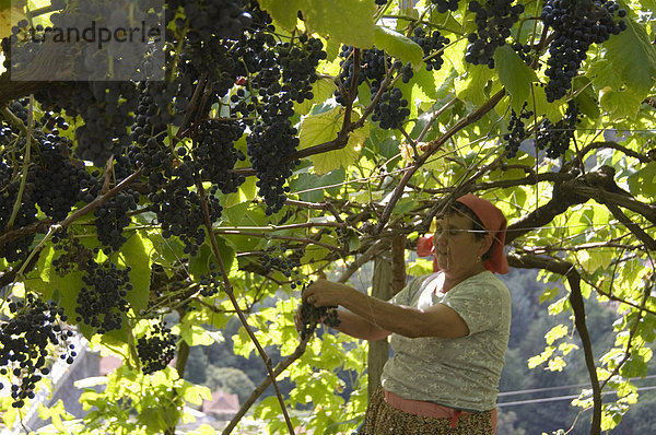 Eine Frau  die Ernte der Trauben im Dorf von Faja Grande in der Nähe der Südküste von Madeira  Portugal  Nordeuropa