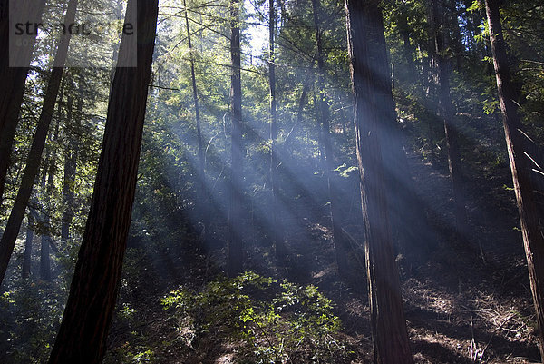 Redwood Forest  Ventana  Big Sur  California  Vereinigte Staaten von Amerika  Nordamerika