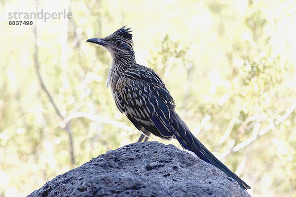 A Roadrunner (Geococcyx Californianus) Kalifornien  Vereinigte Staaten von Amerika  Nordamerika