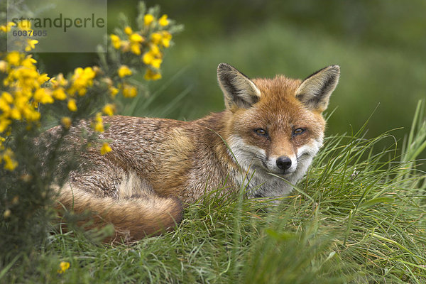 Red fox  Vulpes Vulpes  Gefangenschaft  Vereinigtes Königreich  Europa