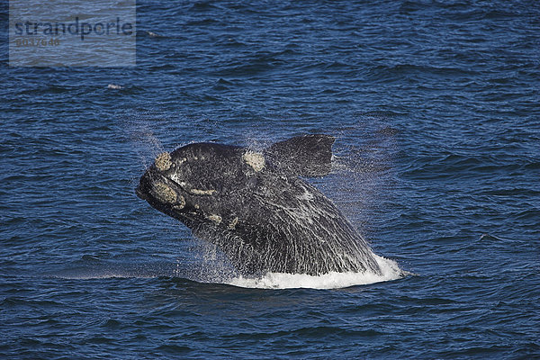 Southern Right Wale  Eubalaena Australis  Hermanus  Südafrika  Afrika