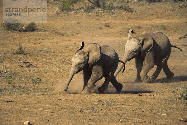 Baby-Elefanten  Loxodonta Africana  läuft auf Wasser in Addo Elephant National Park  Eastern Cape  Südafrika  Afrika