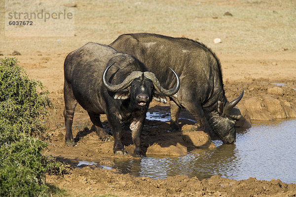 Cape Buffalo  Syncerus Caffer  am Wasser  Addo Elephant National Park  Südafrika  Afrika