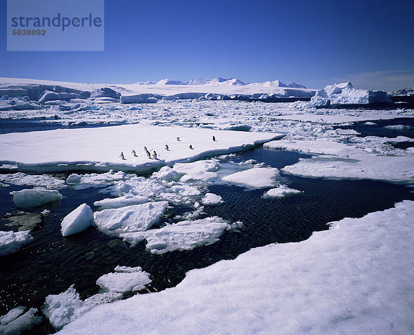 Adeliepinguine auf Eisscholle  Westküste der Antarktischen Halbinsel  Antarktis  Polarregionen
