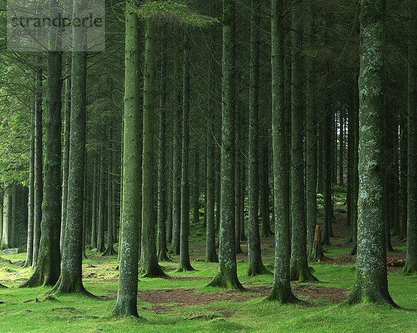 Bellever Wald  Dartmoor  Devon  England  Vereinigtes Königreich  Europa