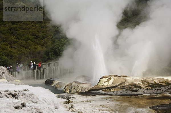 Pohutu Geysir bei Te Puia Wakarewarewa Geothermie Village  Rotorua  Taupo vulkanische Zone  Nordinsel  Neuseeland  Pazifik