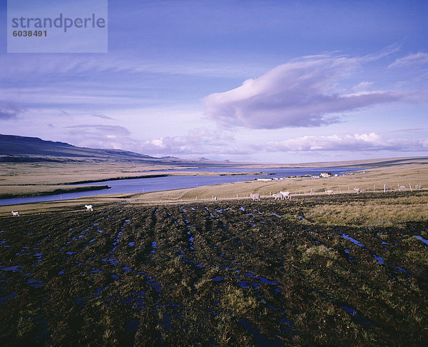 Ackerland  Bluff Cove  Falkland-Inseln  Südamerika