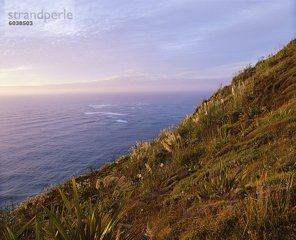 Flachs und Toi Toi Pflanzen an der Küste  Cape Reinga  Northland  Nordinsel  Neuseeland  Pazifik