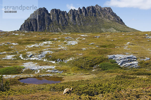 Gipfel des Cradle Mountain  1545m  auf dem Overland Track  Cradle Mountain Lake St. Clair National Park  Teil des Tasmanian Wilderness  UNESCO Weltkulturerbe  Tasmanien  Australien  Pazifik