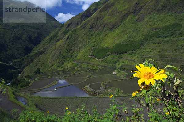 Gelbe Sommerblumen über Reisfelder  Dananao Village  in der Nähe von Tinglayan  die Berge der Cordillera  Kalinga Provinz  Luzon  Philippinen  Südostasien  Asien