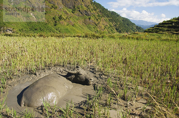 Wasserbüffel im Schlamm-Pool im Reisfeld  Sagada Stadt  die Berge der Cordillera  Benguet Provinz  Luzon  Philippinen  Südostasien  Asien