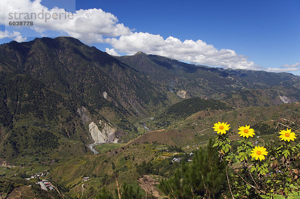 Gelbe Sommerblumen  Mount Pulag Nationalpark  Kabayan Stadt  die Berge der Cordillera  Benguet Provinz  Luzon  Philippinen  Südostasien  Asien