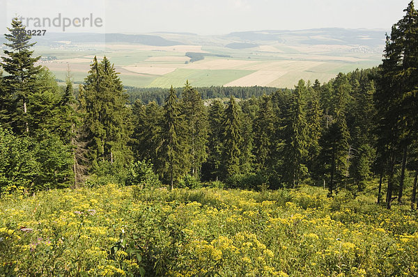 Wandergebiet  Almwiese Sommerblumen  Slovensky Raj  Nationalpark Paradies  Slowakei  Europa