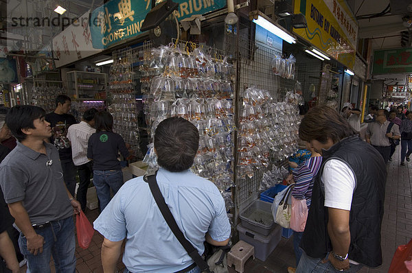 Tung Choi Straße  Goldfish Market  Mong Kok Viertel  Kowloon  Hong Kong  China  Asien