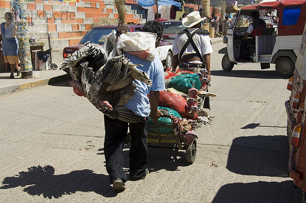 Puten transportierten aus dem Markt  Zaachila  Oaxaca  Mexiko  Nordamerika
