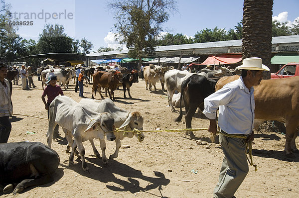 Vieh Markt  Zaachila  Oaxaca  Mexiko  Nordamerika