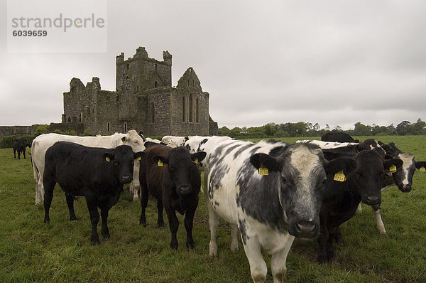 Dunbrody Abbey  Dumbrody  County Wexford  Leinster  Irland (Eire)  Europa