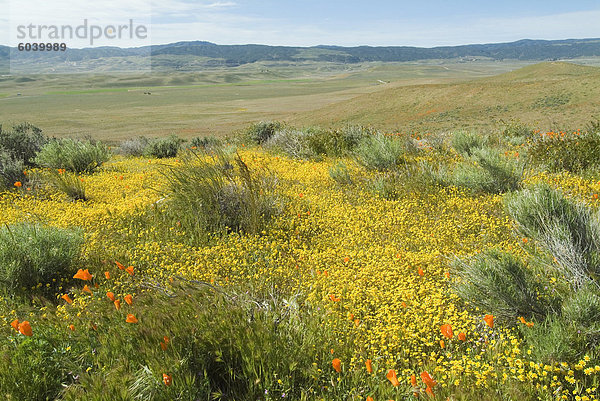 Antelope Valley Mohn Reserve  California  Vereinigte Staaten von Amerika  Nordamerika