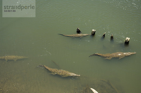 Krokodile gesehen von der Brücke über den Fluss Tarcoles  in der Nähe von Puntarenas  Costa Rica  Mittelamerika