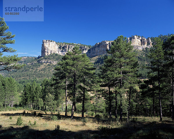 Europa über Steilküste Wald Kiefer Pinus sylvestris Kiefern Föhren Pinie Schlucht Cuenca Spanien