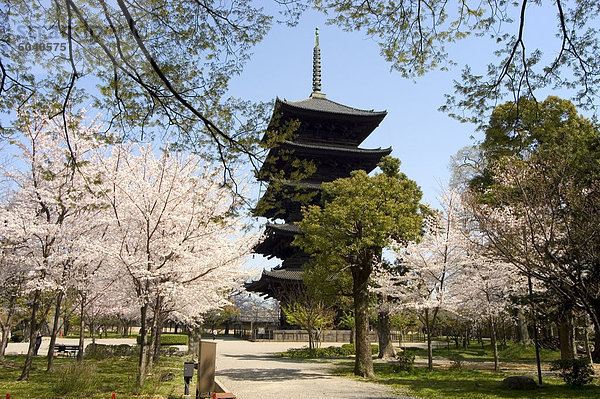 Toji Pagode  UNESCO-Weltkulturerbe  Frühling  Kirschblüte  Kyoto City  der Insel Honshu  Japan  Asien