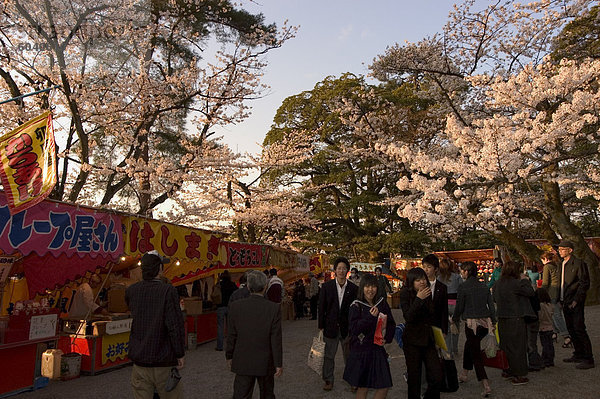 Kirschblüte Hanami  Kenrokuen Garten  Kanazawa anzeigen Ishigawa Präfektur  Honshu-Insel  Japan  Asien
