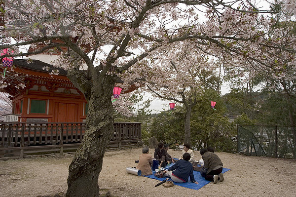 Pagode im Itsukushima-Jinja-Schreines  Frühling  Kirschblüten  Insel Miyajima  Präfektur Hiroshima  der Insel Honshu  Japan  Asien