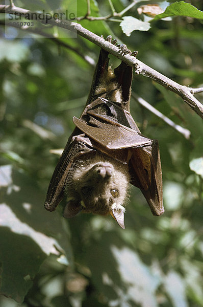 Fledermaus  Kenia  Ostafrika  Afrika