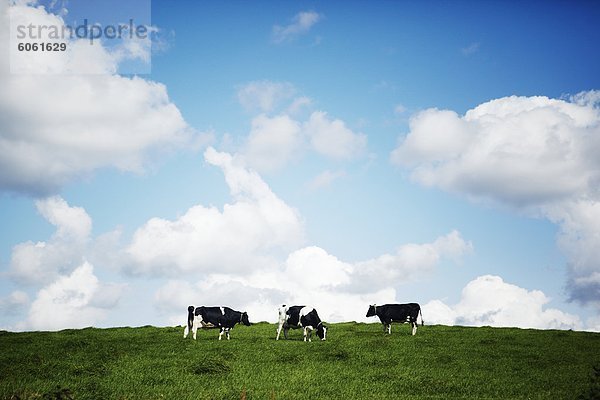 Drei Kühe unter blauen Himmel