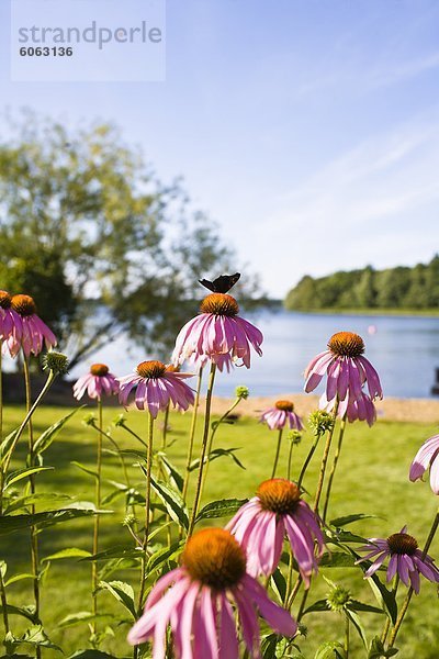 sitzend Blume Schmetterling