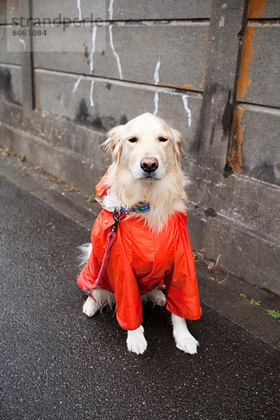 Hund tragen Regenjacke